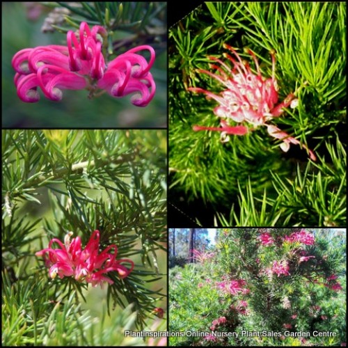 Grevillea Pink Pearl x 1 Plant Hardy Shrubs Native Garden Plants Flowering Hedging Drought Frost Resistant Bird Attracting juniperina rosmarinifolia